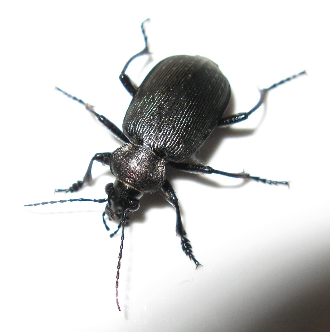 Black Beetle Identification: Species Guide