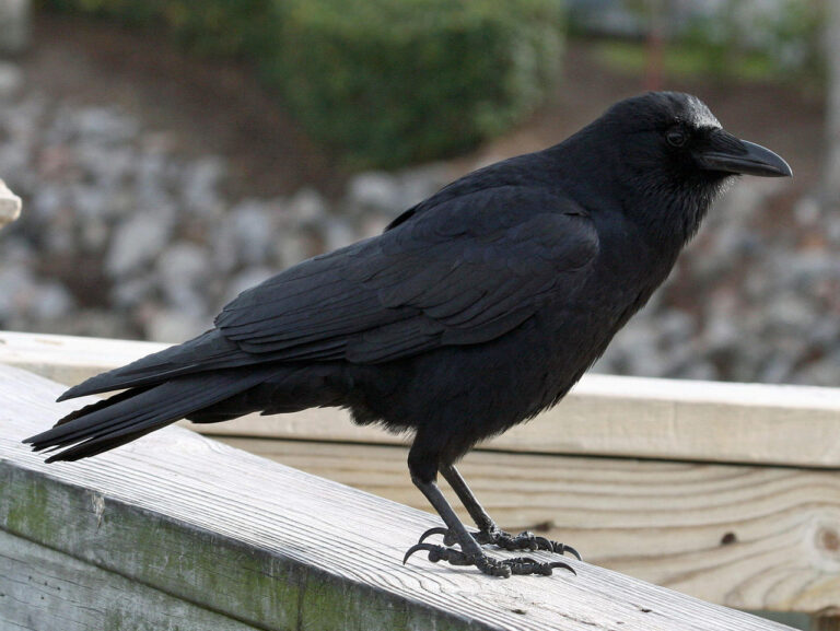 What Does It Mean When You See a Black Bird?