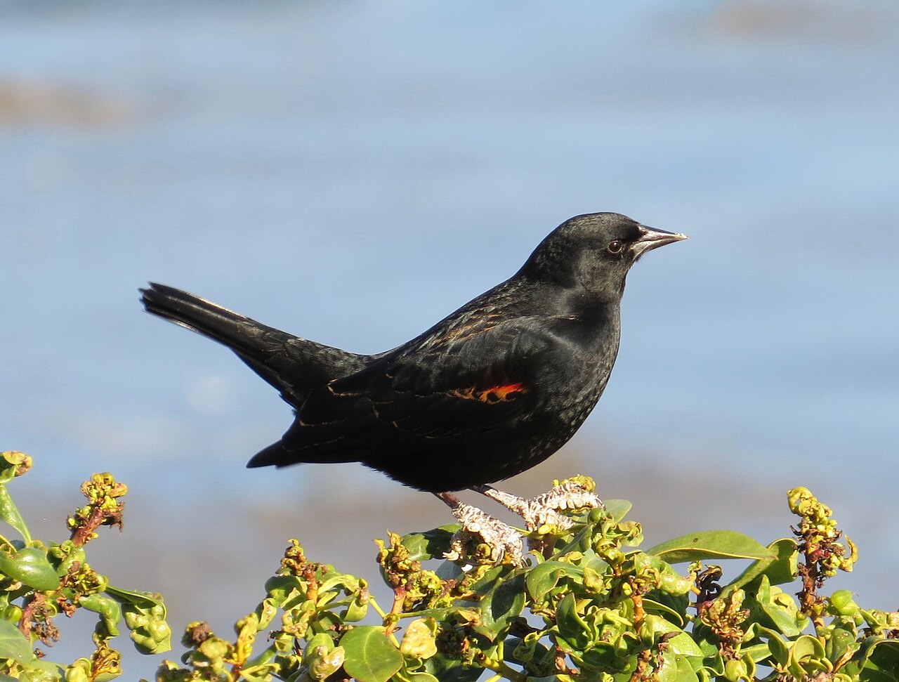 Common black bird encounters and what they suggest