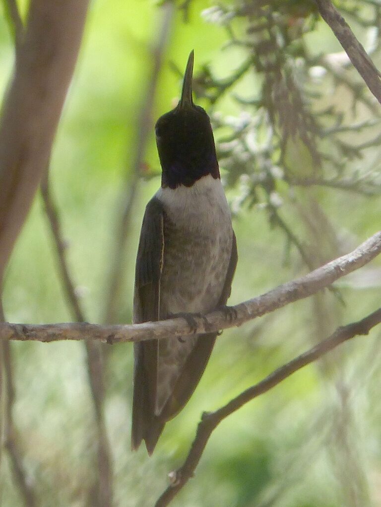 Black-Chinned Hummingbird: Identification, Range, and Behavior Guide