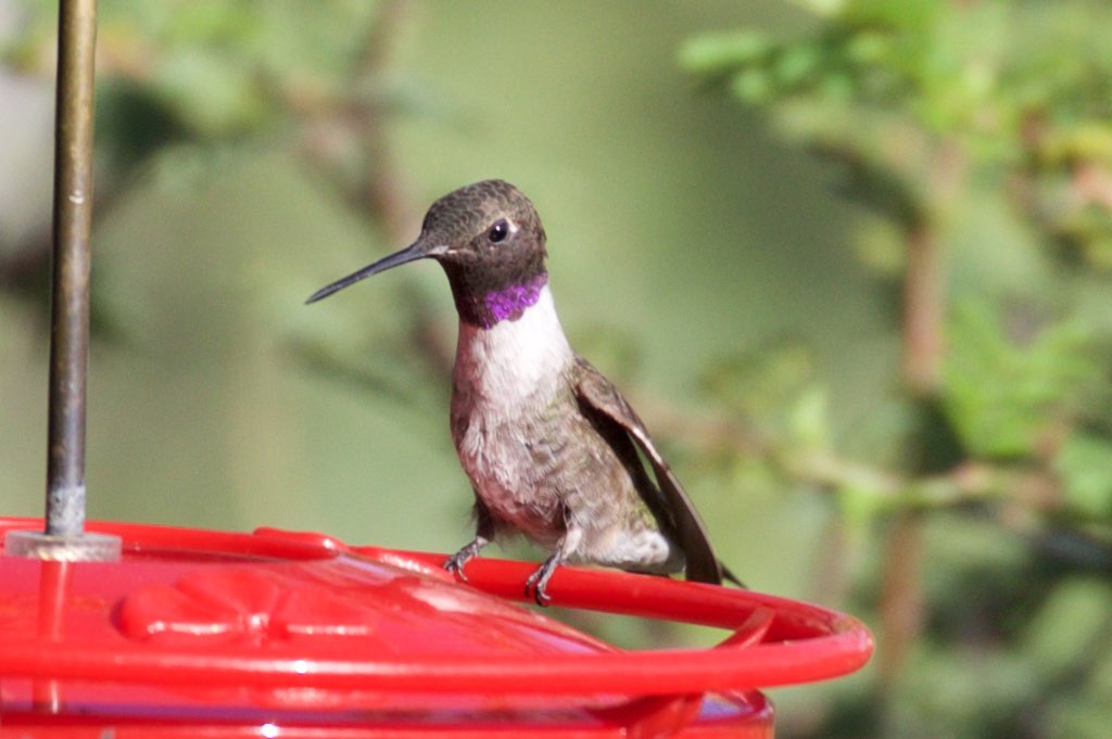Diet and Feeding Behavior
