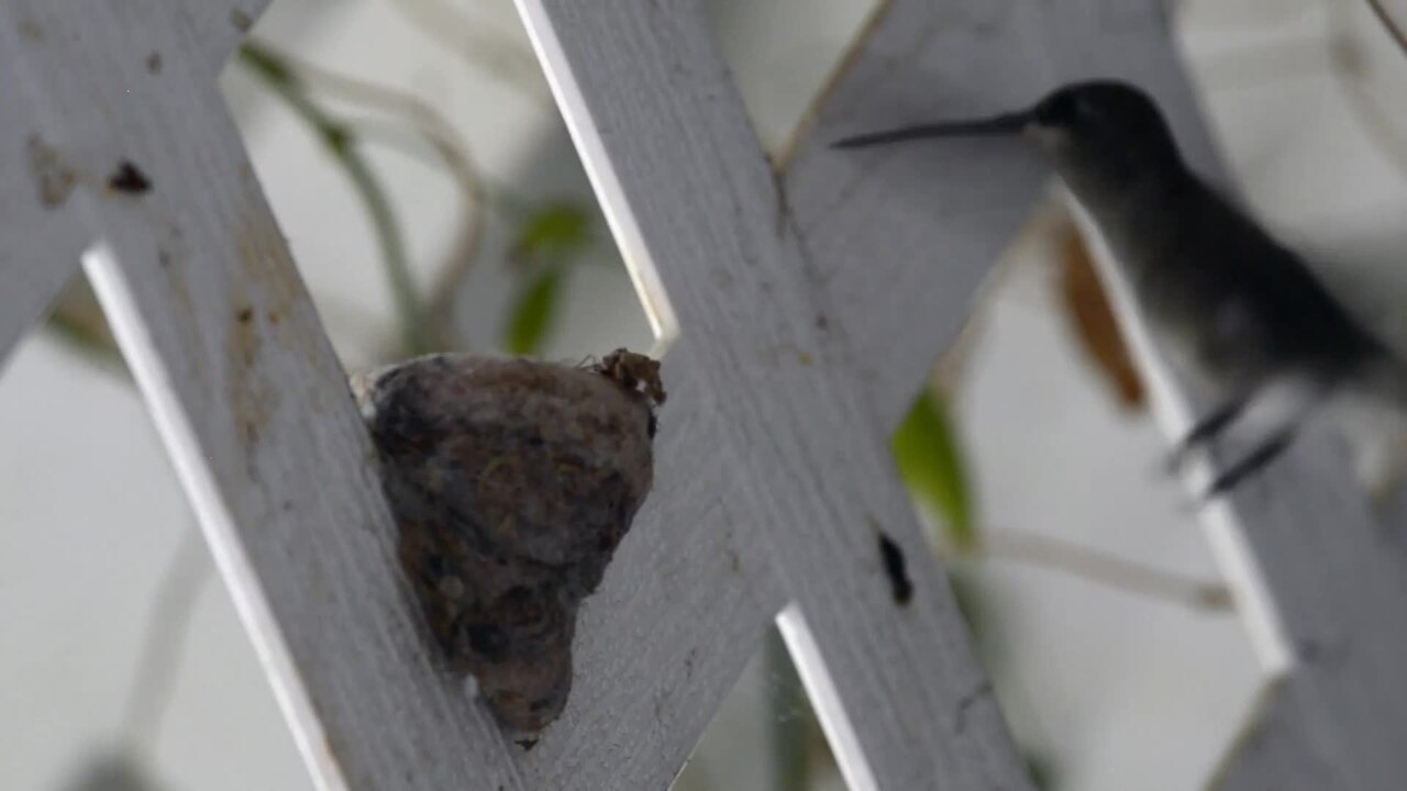 Nesting Behavior