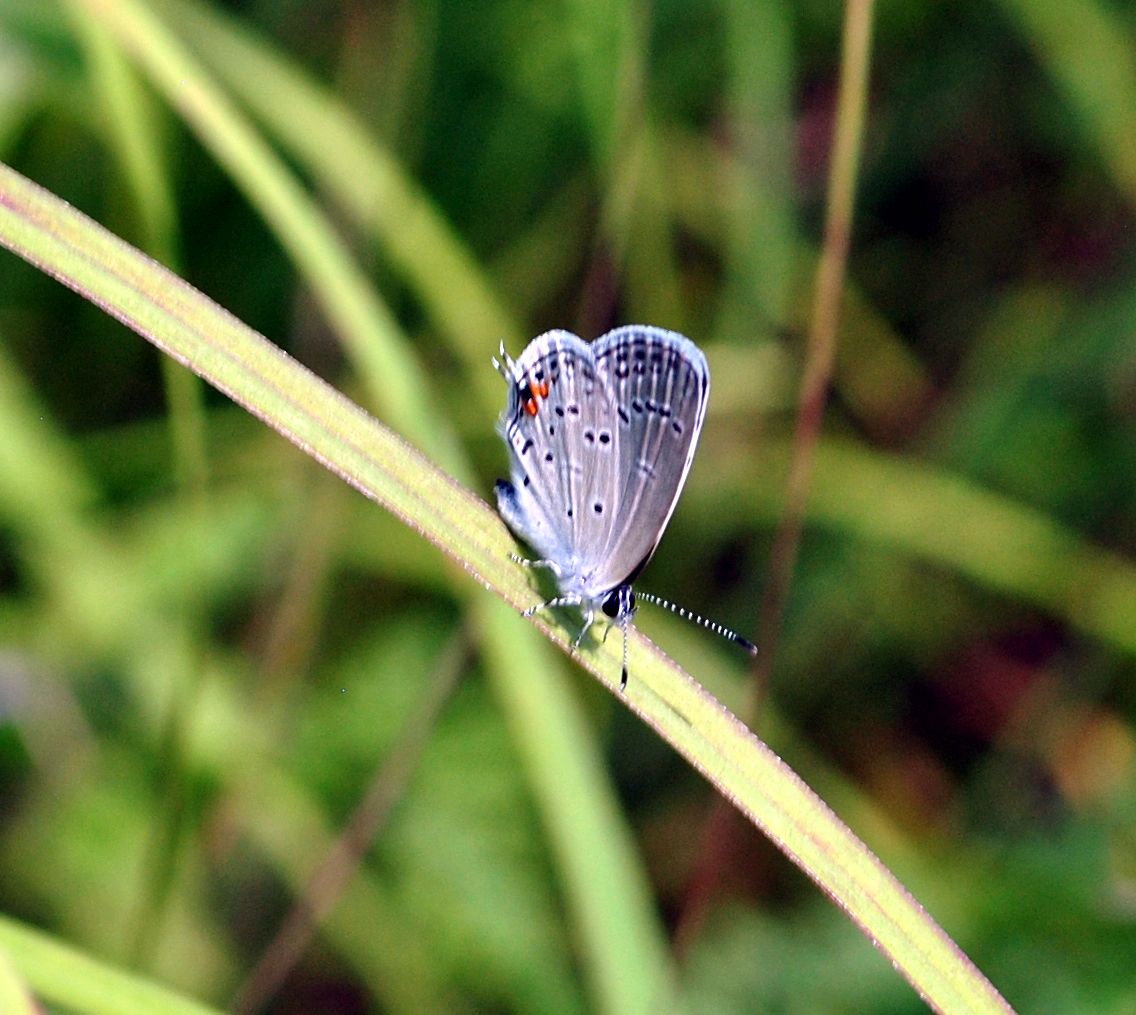 Blue Butterfly