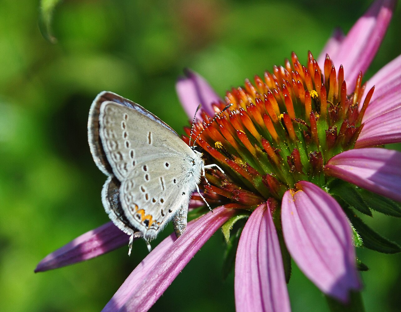 The Karner Blue: A Rare Native Specialist