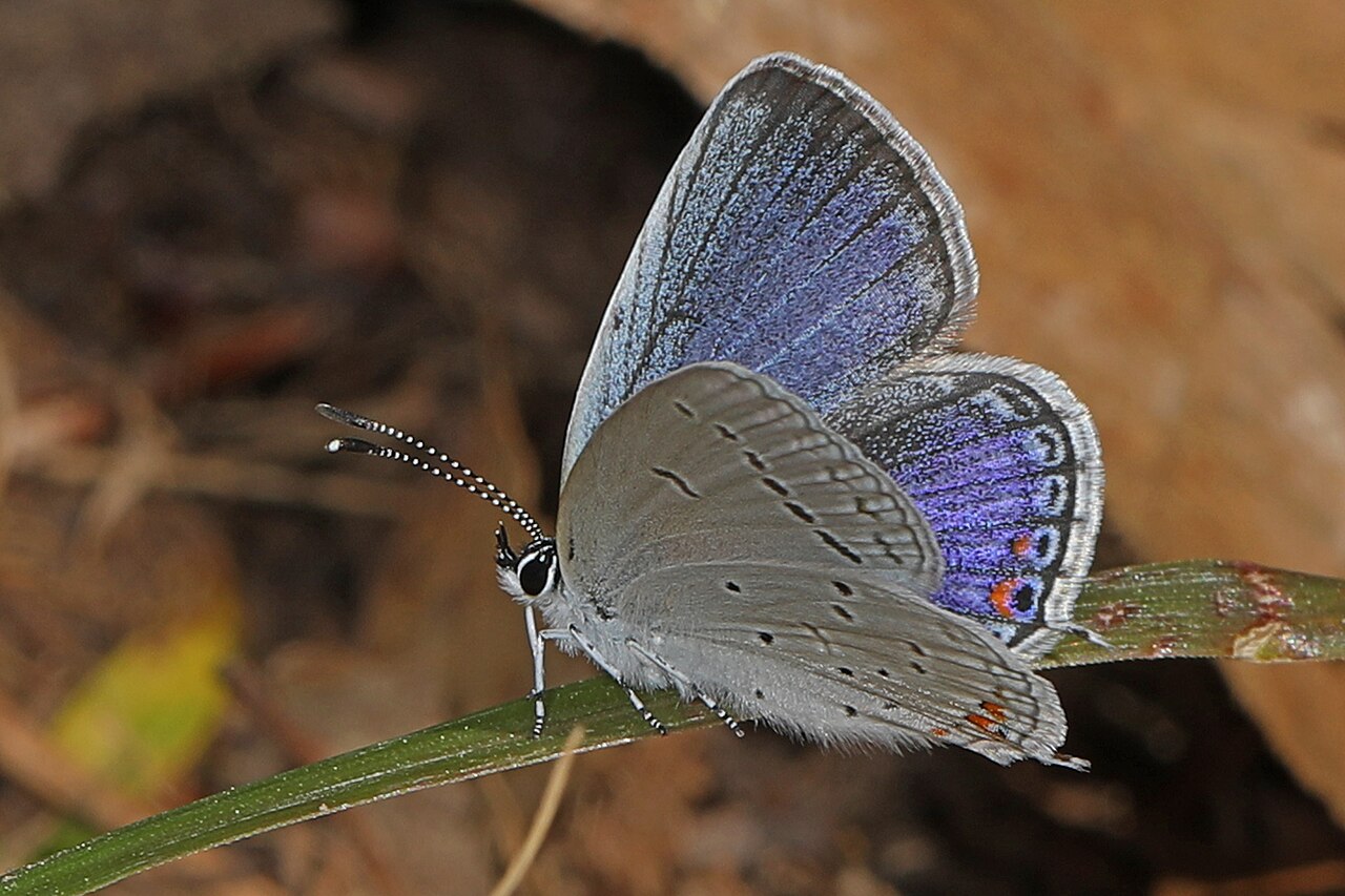 Black and Blue Butterflies