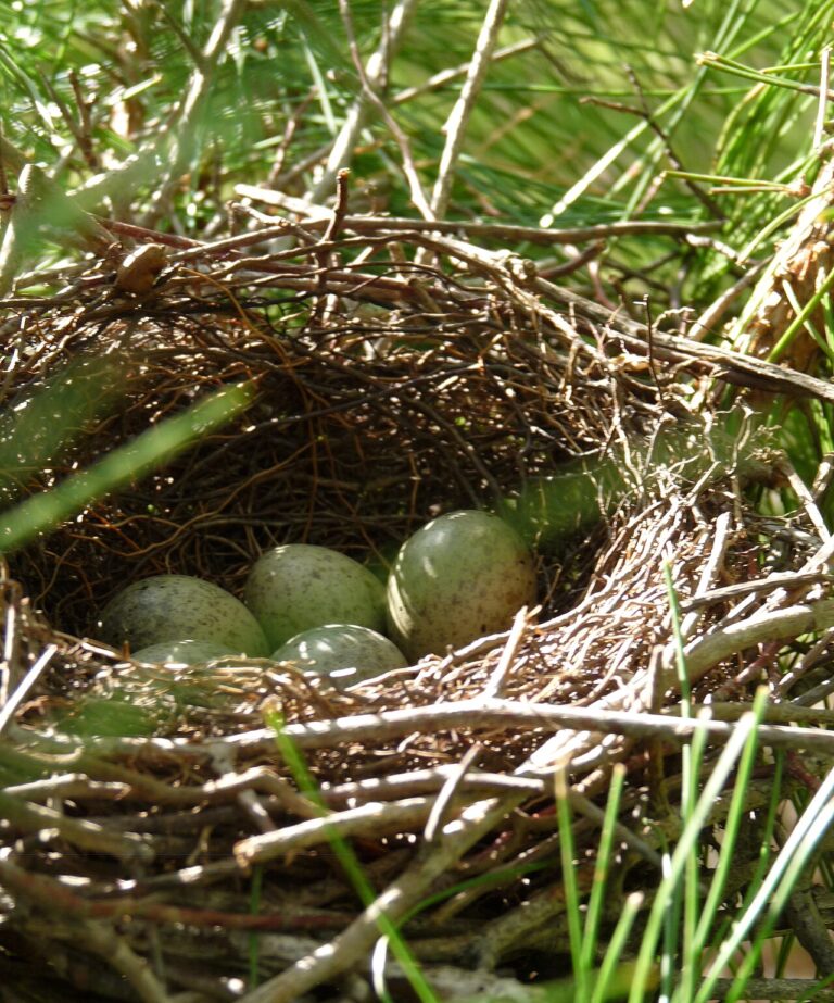 Blue Jay Nest: Building, Eggs, and Lifecycle