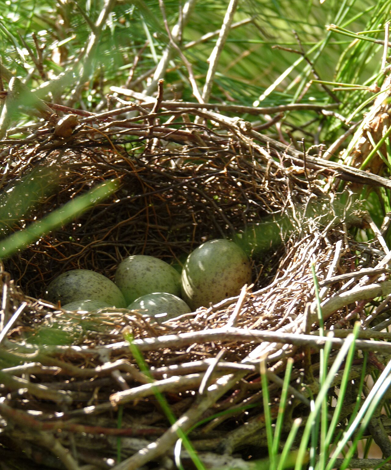 Blue Jay Nest: Building, Eggs, and Lifecycle