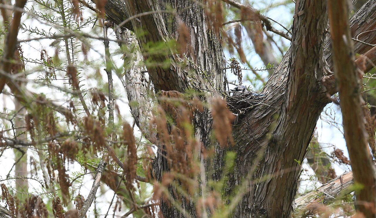 Where Do Blue Jays Build Their Nests?