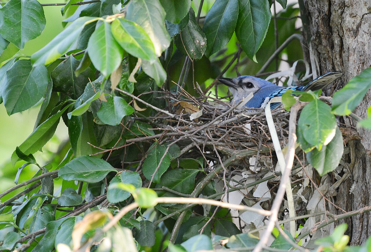 Blue Jay Eggs: Color, Size, and Clutch