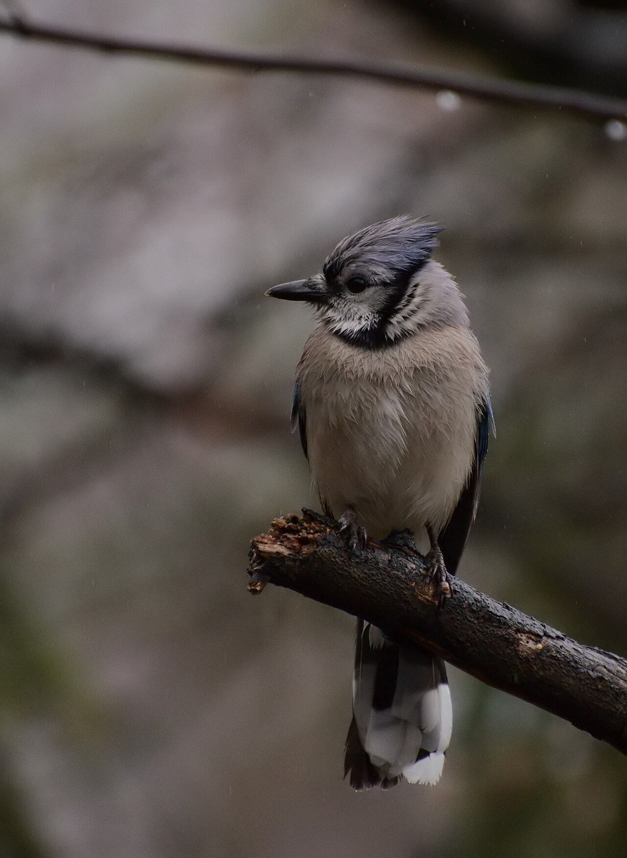 Dreaming of Two Blue Jays