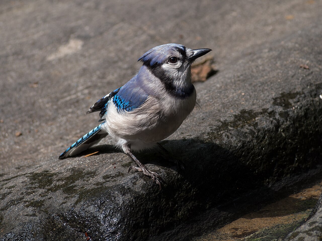 A Dead or Injured Blue Jay in a Dream