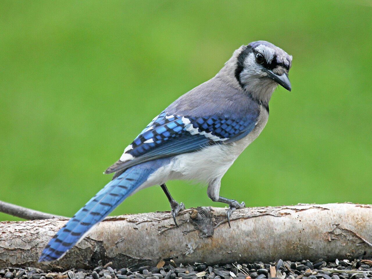 Blue Jay Symbolism and Death