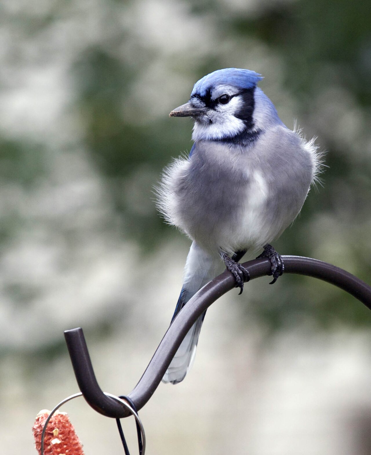 Blue Jay Feather Meaning