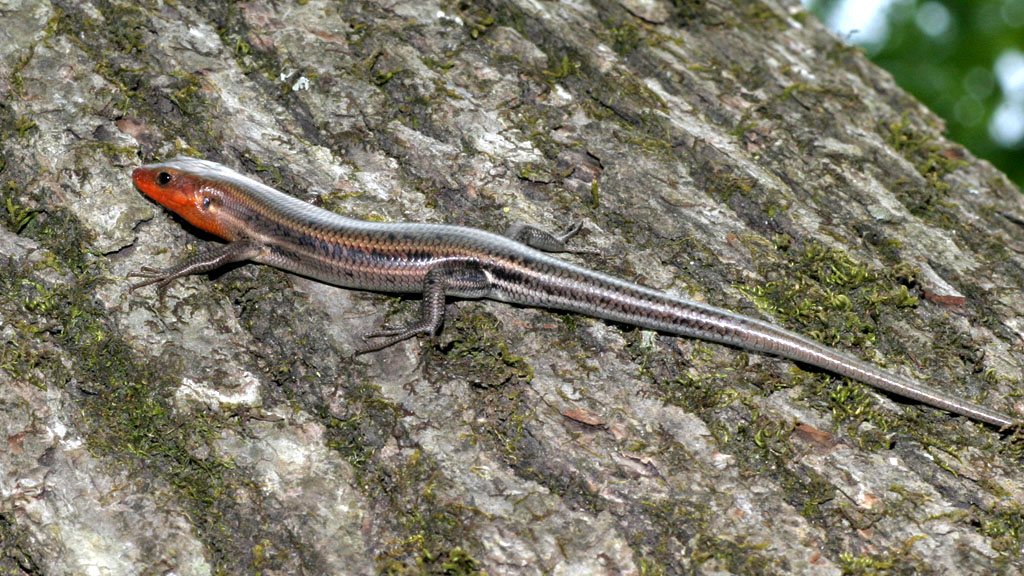 Blue-Tailed Skink: Identification & Facts