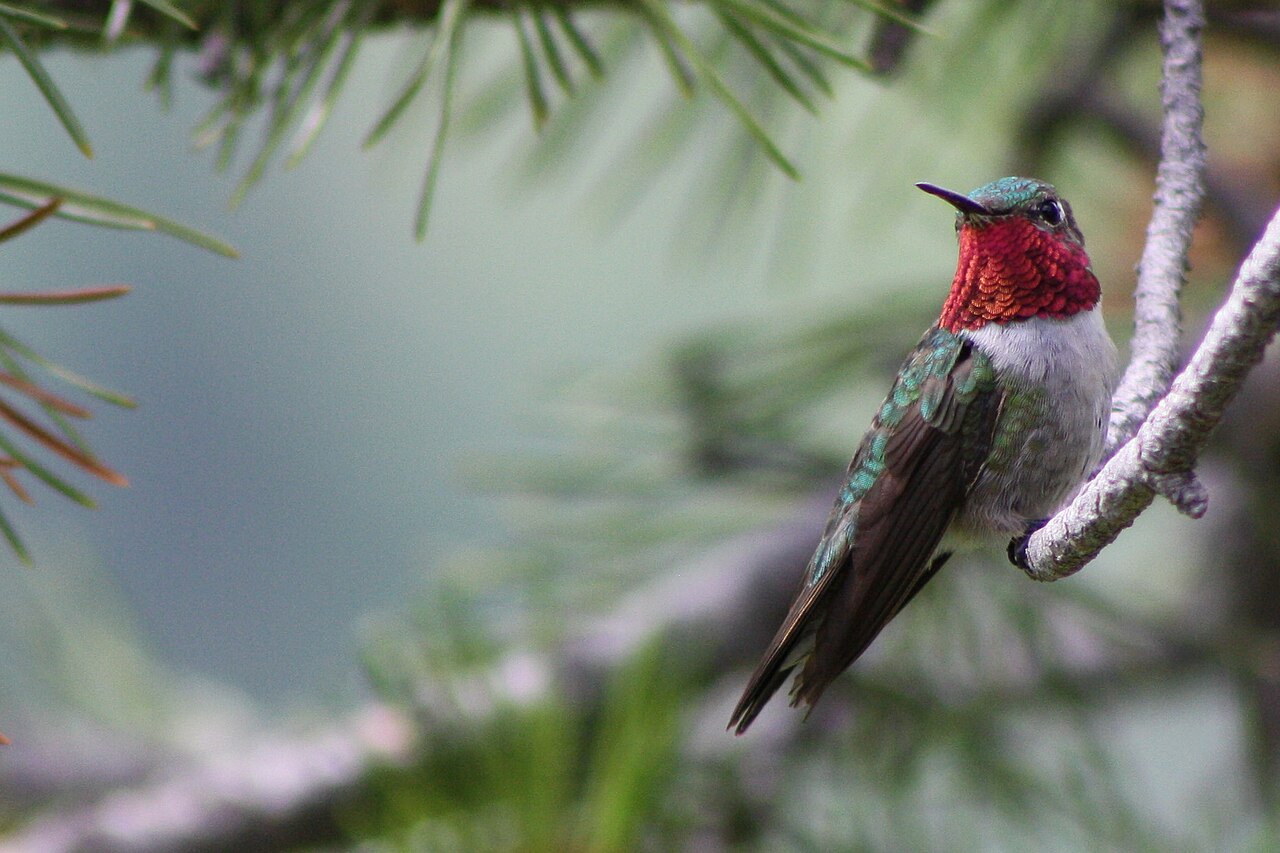 Range and High Elevation Habitat