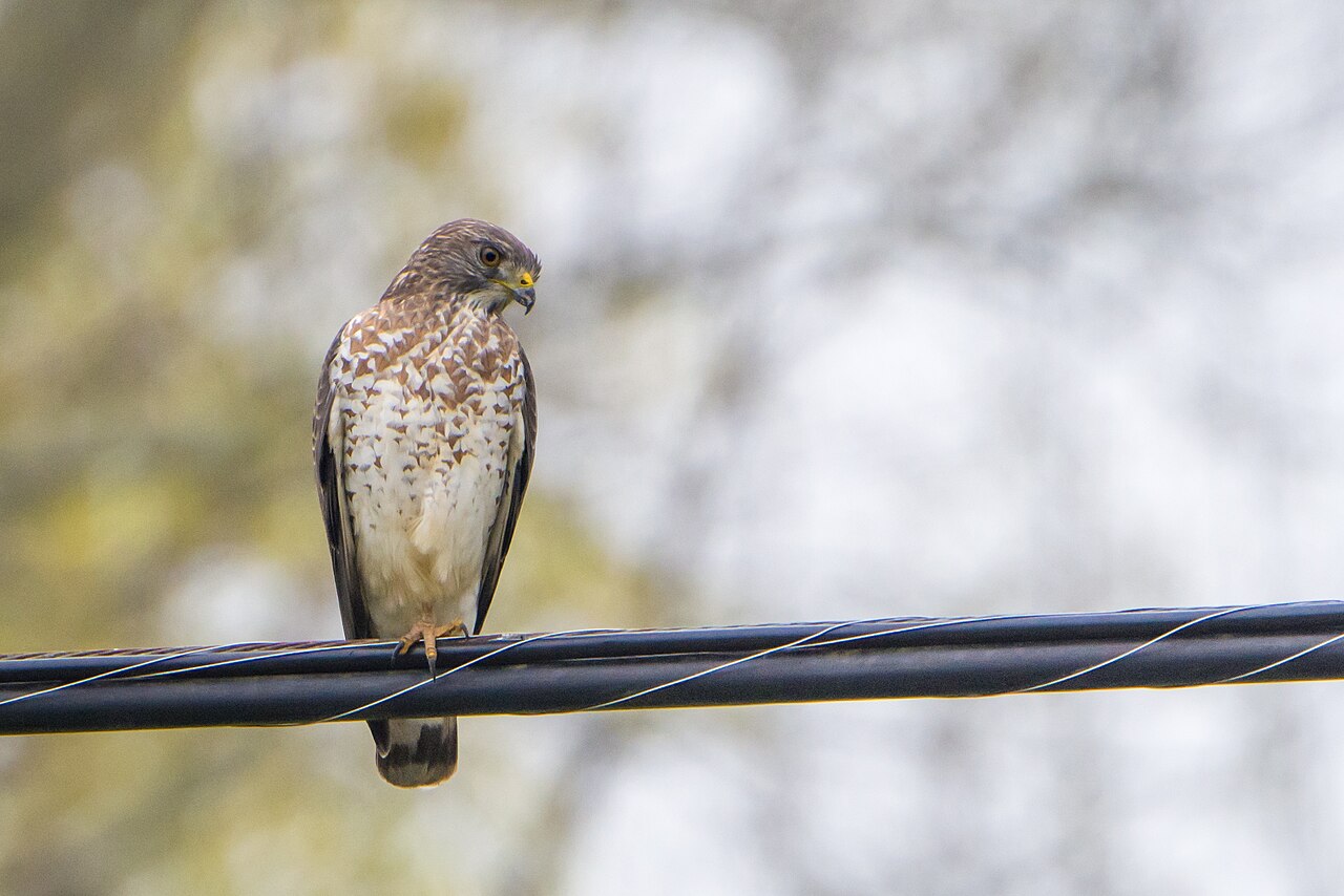 Broad-Winged Hawk: Migration Specialist