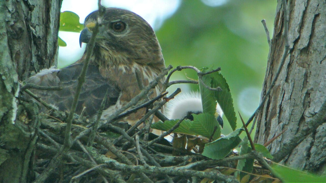 Diet and Breeding Habitat