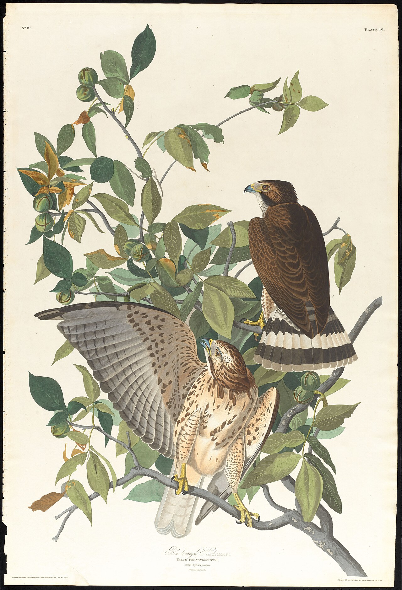 Broad-Winged Hawk vs Red-Shouldered Hawk