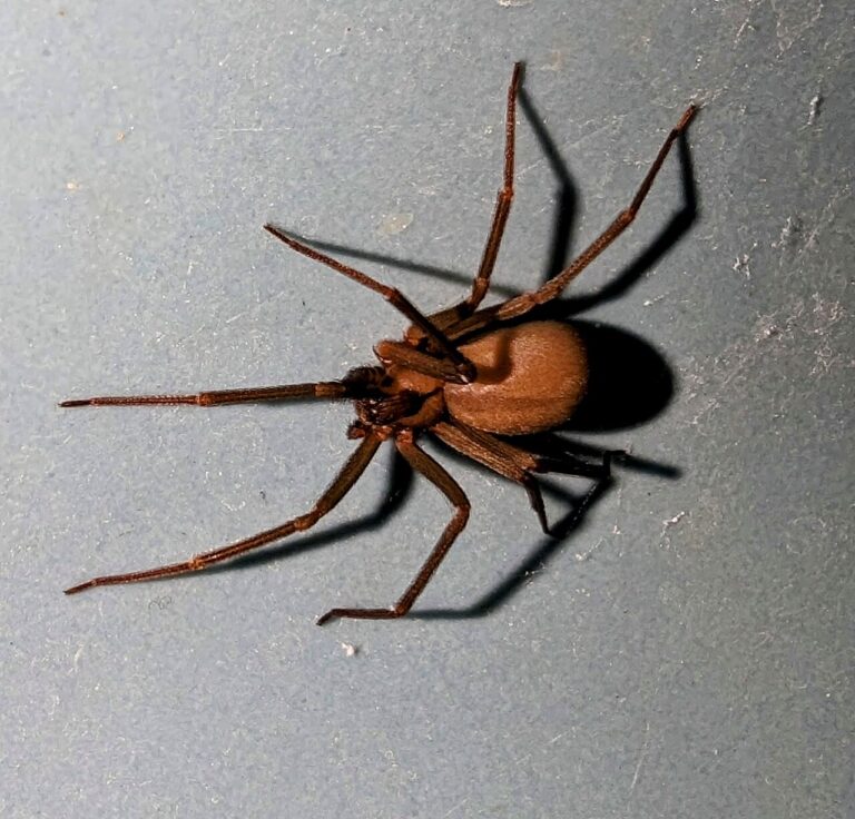 Brown Recluse vs House Spider