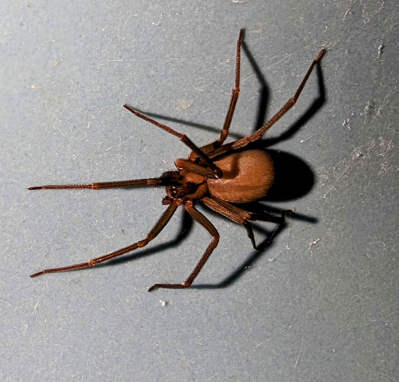 Brown Recluse vs House Spider