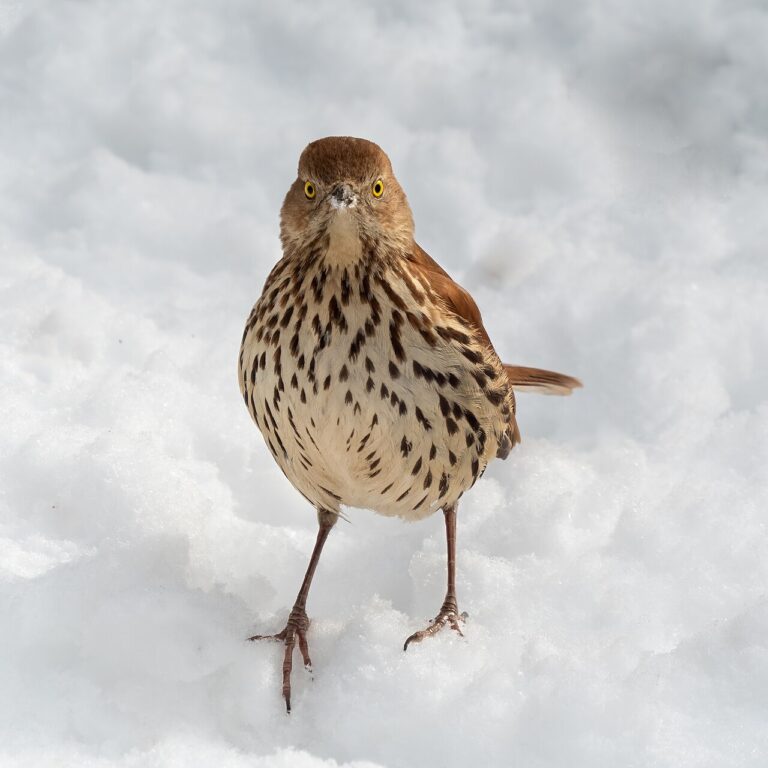 Brown Thrasher: Facts, ID, and Georgia’s State Bird