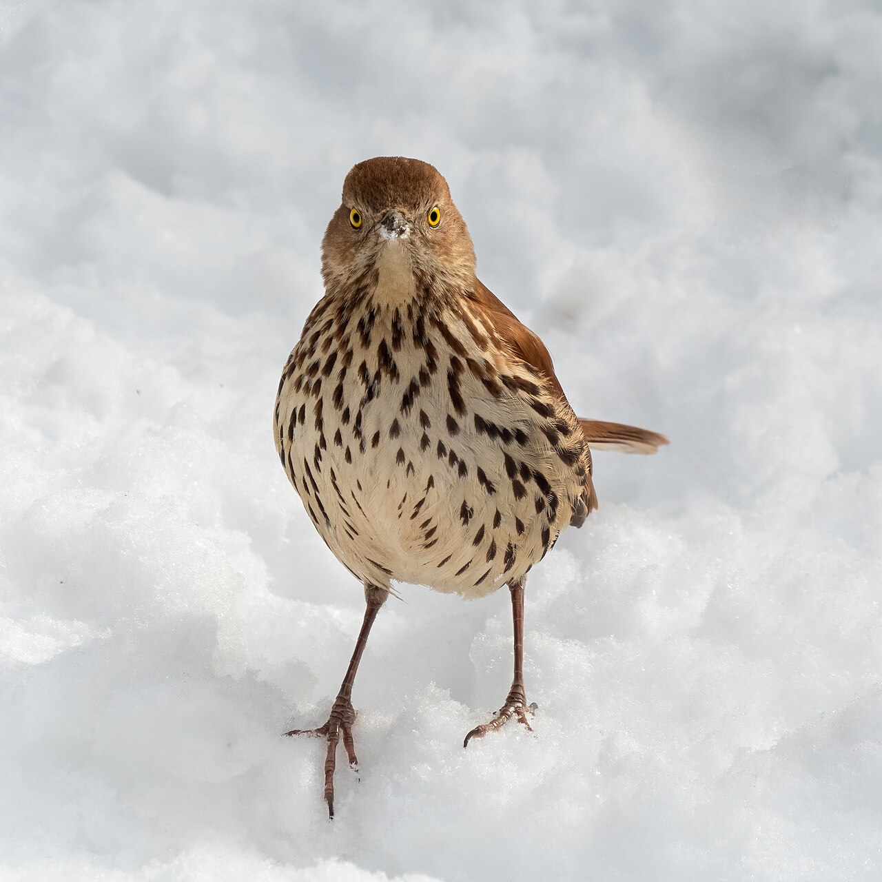 Brown Thrasher: Facts, ID, and Georgia’s State Bird