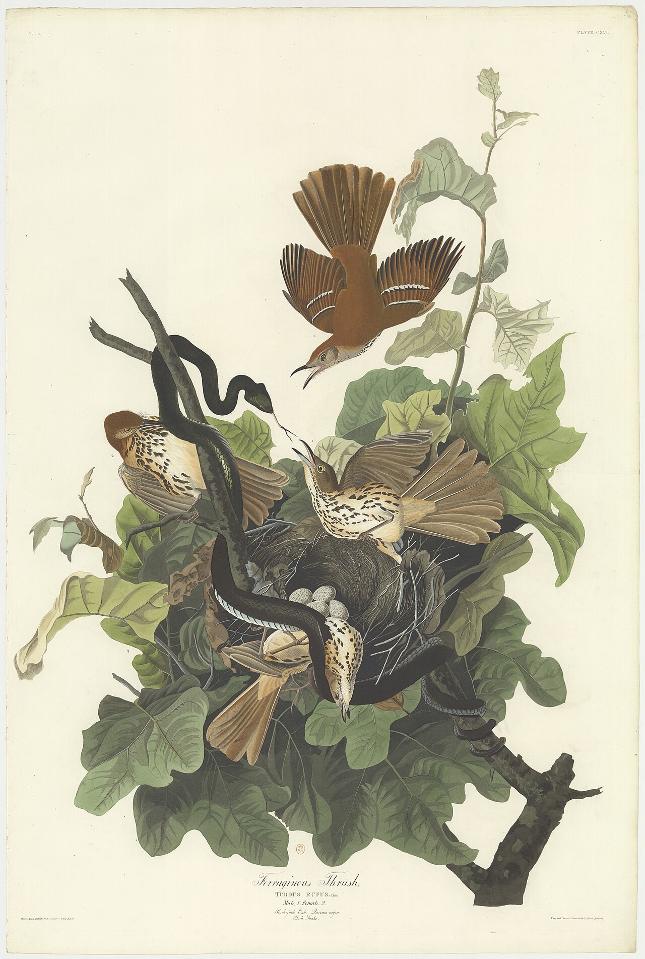 Brown Thrasher vs Wood Thrush: Streaks vs Spots