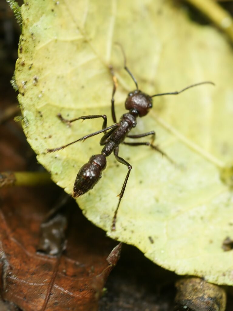 Bullet Ant: The World’s Most Painful Sting Explained
