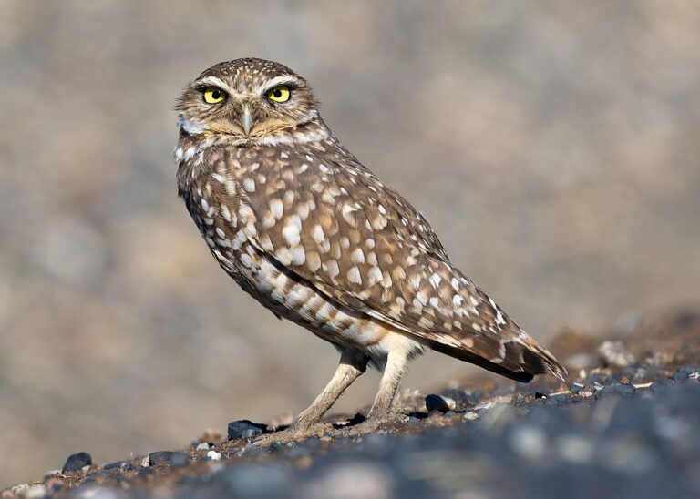 Burrowing Owl: Identification, Facts, and Habits