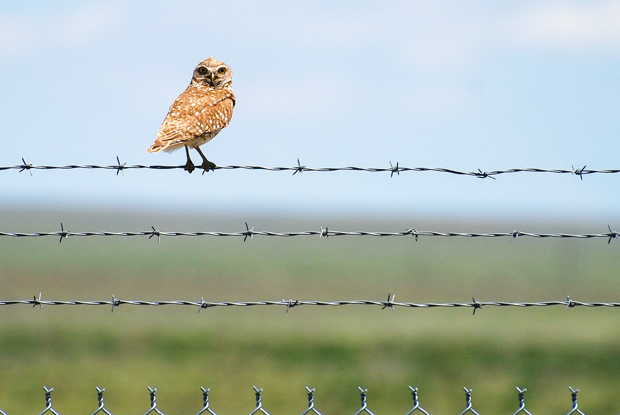 An owl that lives underground