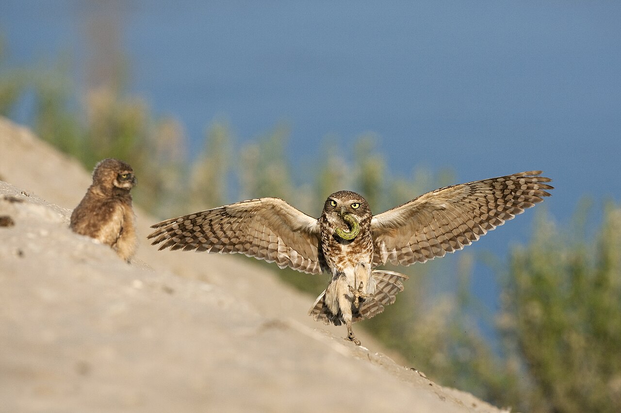 Sounds, behavior, and a clever defense