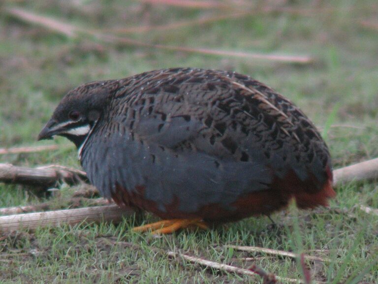 Button Quail: Care, Size, Eggs, and Colors