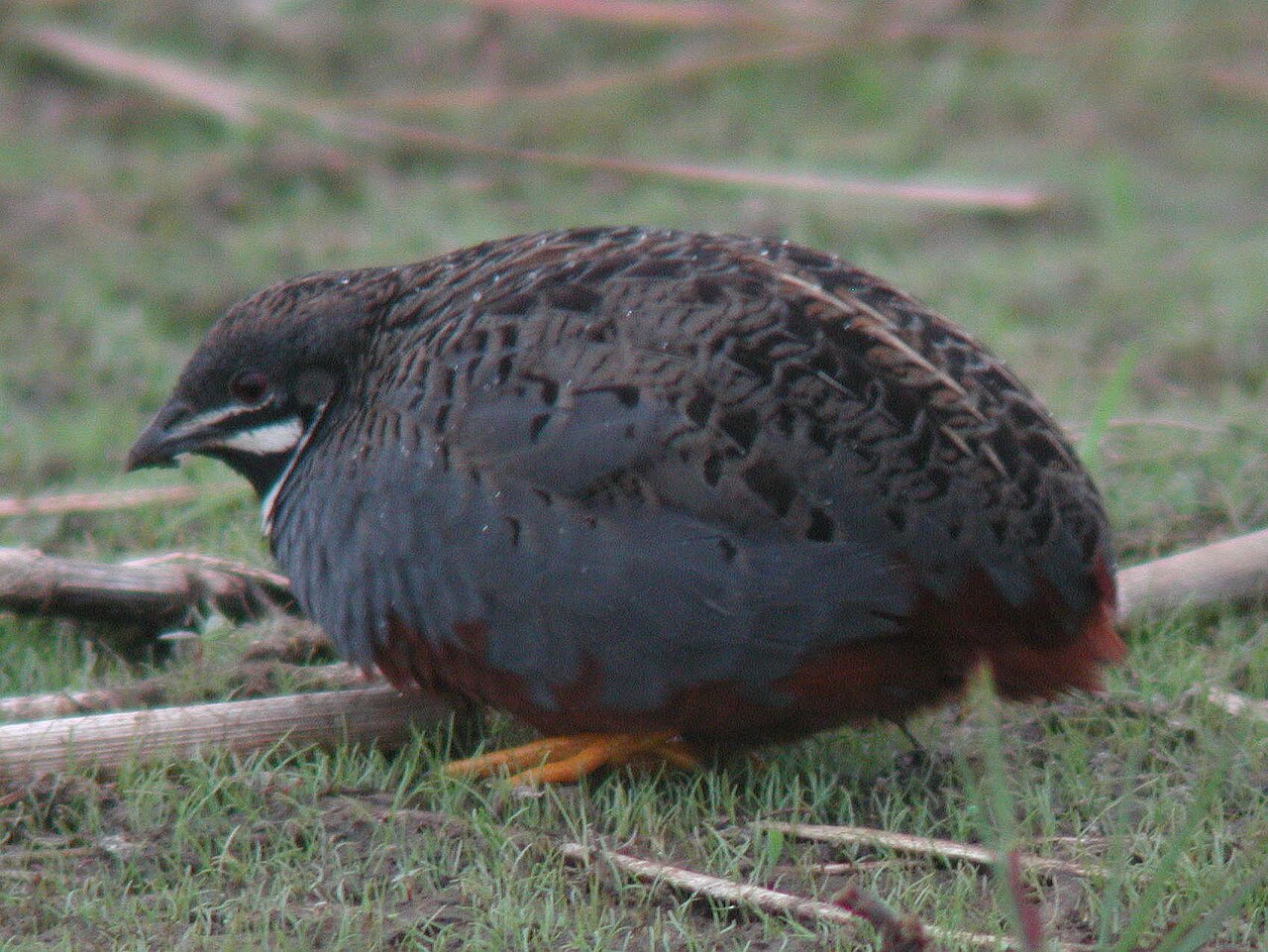Button Quail: Care, Size, Eggs, and Colors