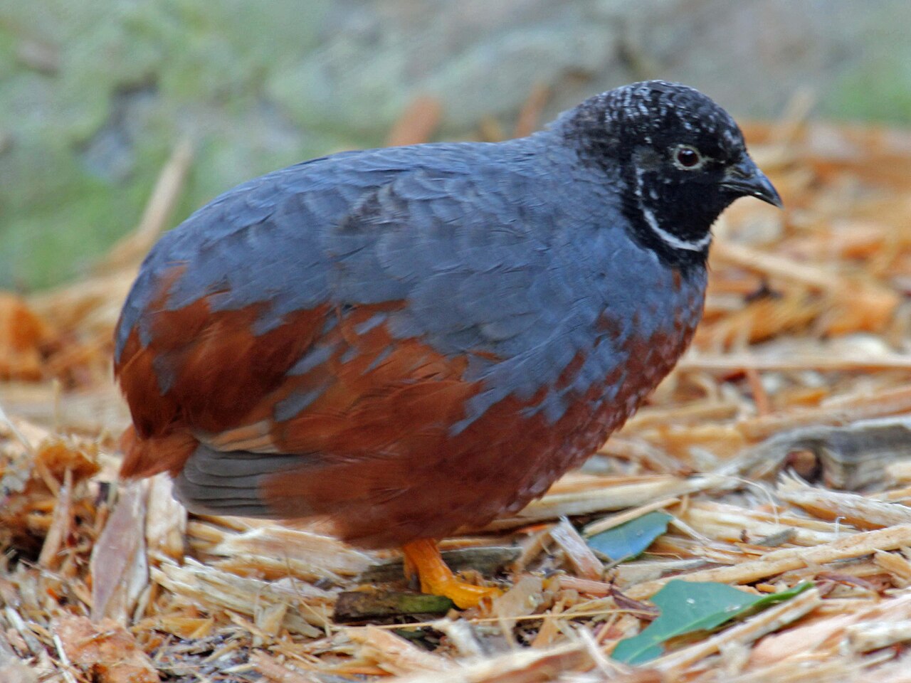 How Big Do Button Quail Get?