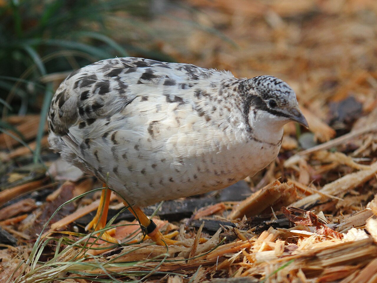 Keeping Button Quail as Pets