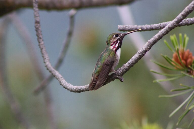 Calliope Hummingbird: Identification, Range, and Behavior Guide