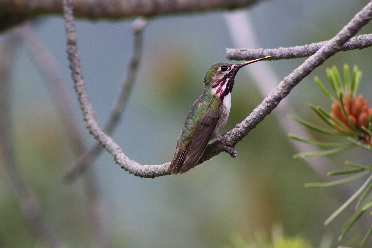 Calliope Hummingbird: Identification, Range, and Behavior Guide
