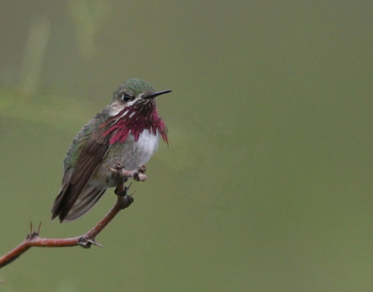 Diet and Feeding Behavior
