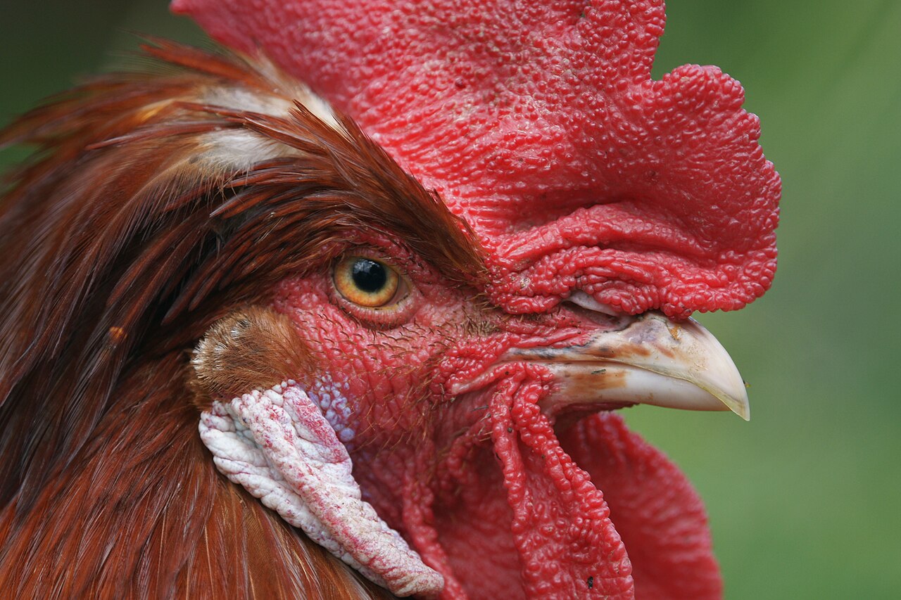 Can Chickens Eat Grapes? Safe Feeding Guide