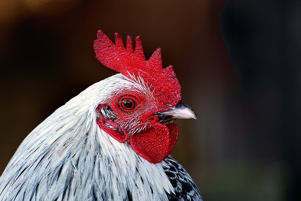 Can Chickens Eat Pineapple? Safe Amounts, Skin, and Core