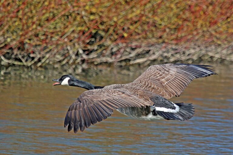 Canada Goose: Identification, Behavior, and Migration Guide