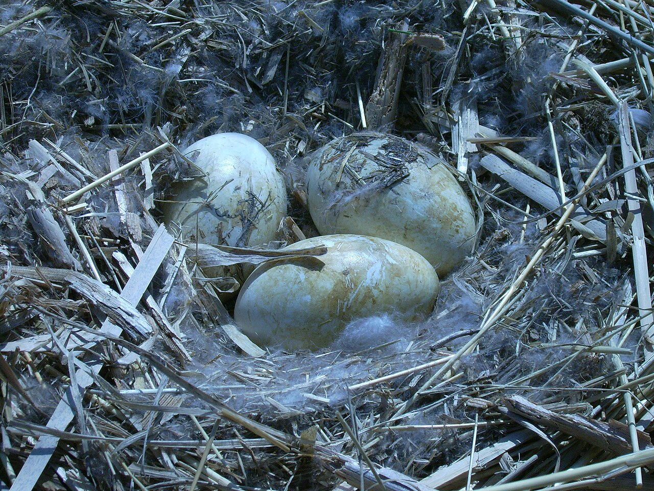 Nesting and Aggressive Behavior