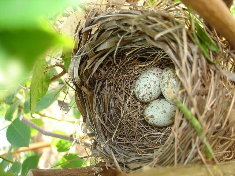 Cardinal Nest: Building, Eggs & Lifecycle