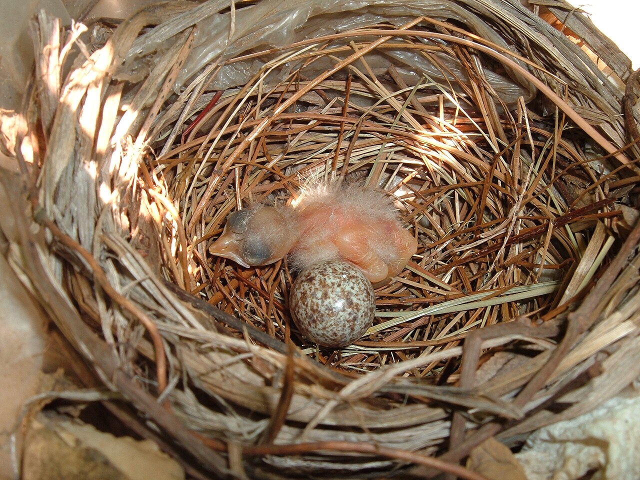 The Cardinal Nesting Cycle, Step by Step