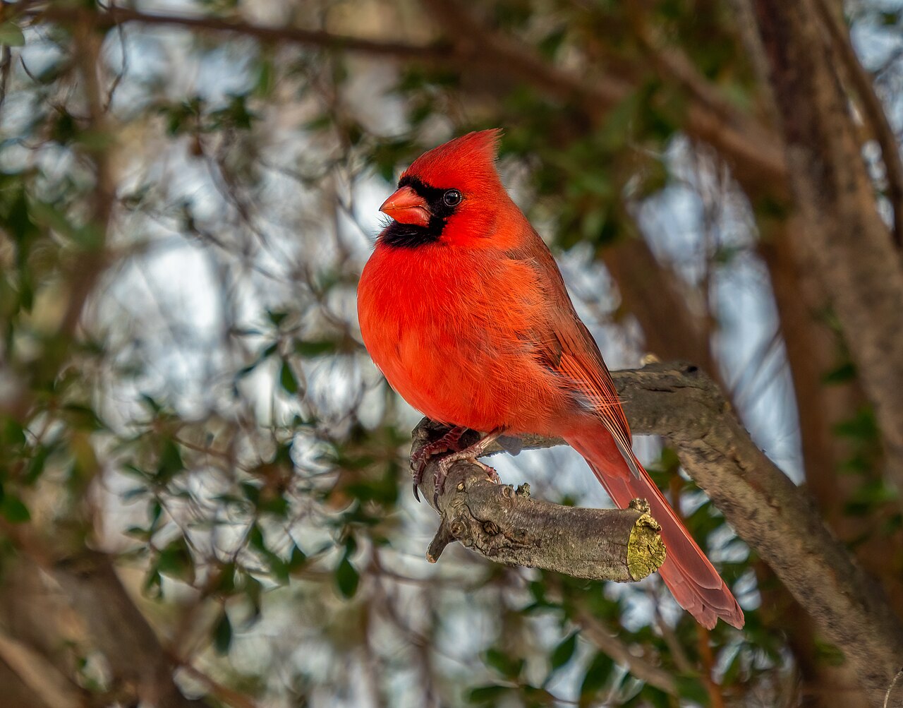 What Does It Mean When a Cardinal Visits You?