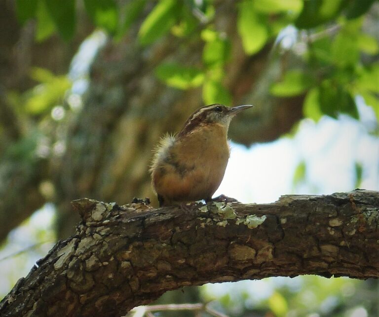 Carolina Wren: Facts, Identification, and Song Guide