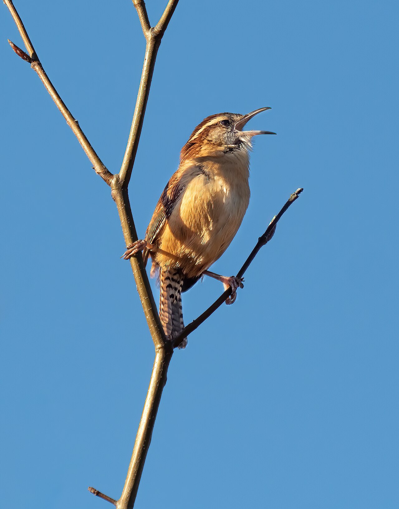 What Does a Carolina Wren Sound Like?