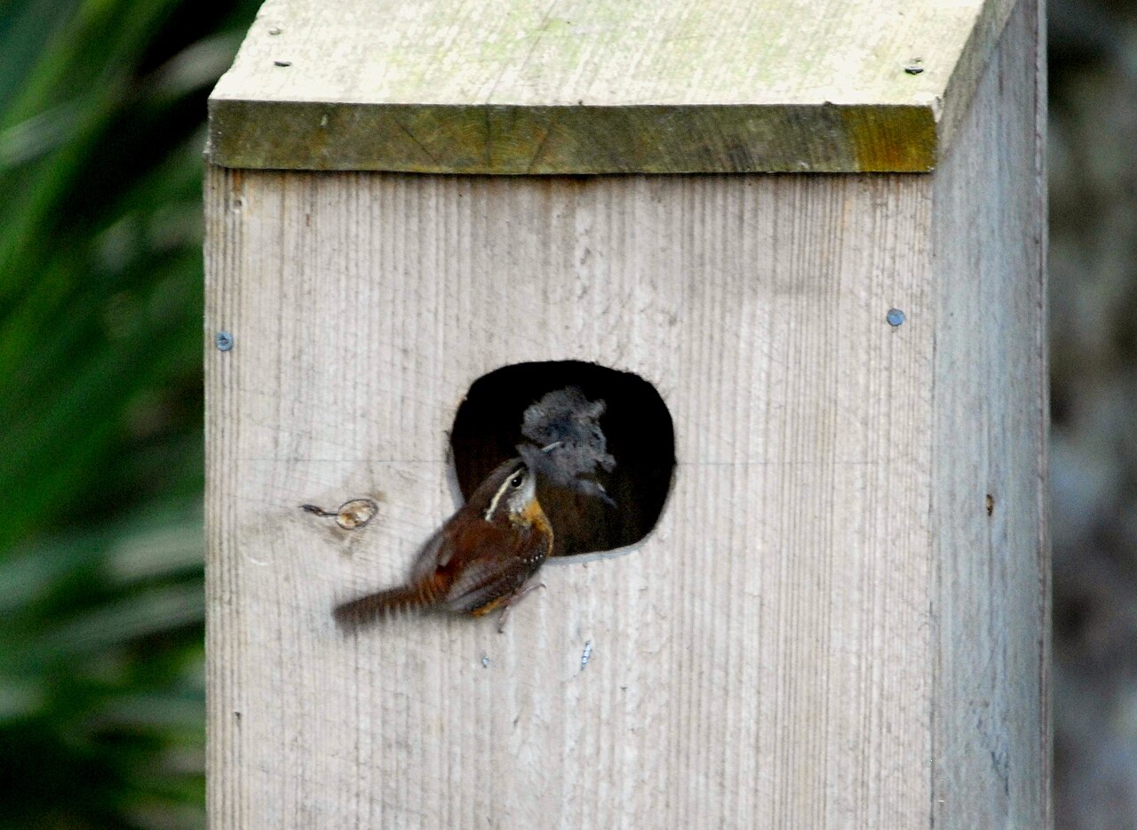 Where Do Carolina Wrens Nest?