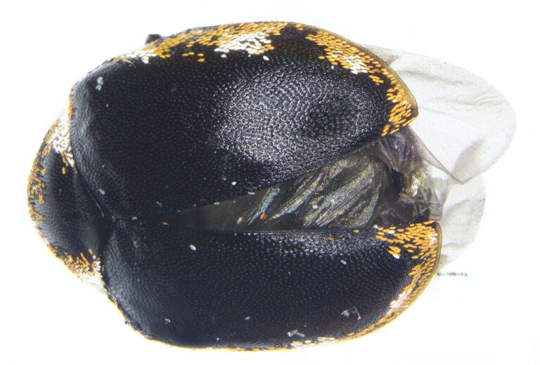 Carpet Beetle Bites: Rash vs Bed Bug Bites Guide