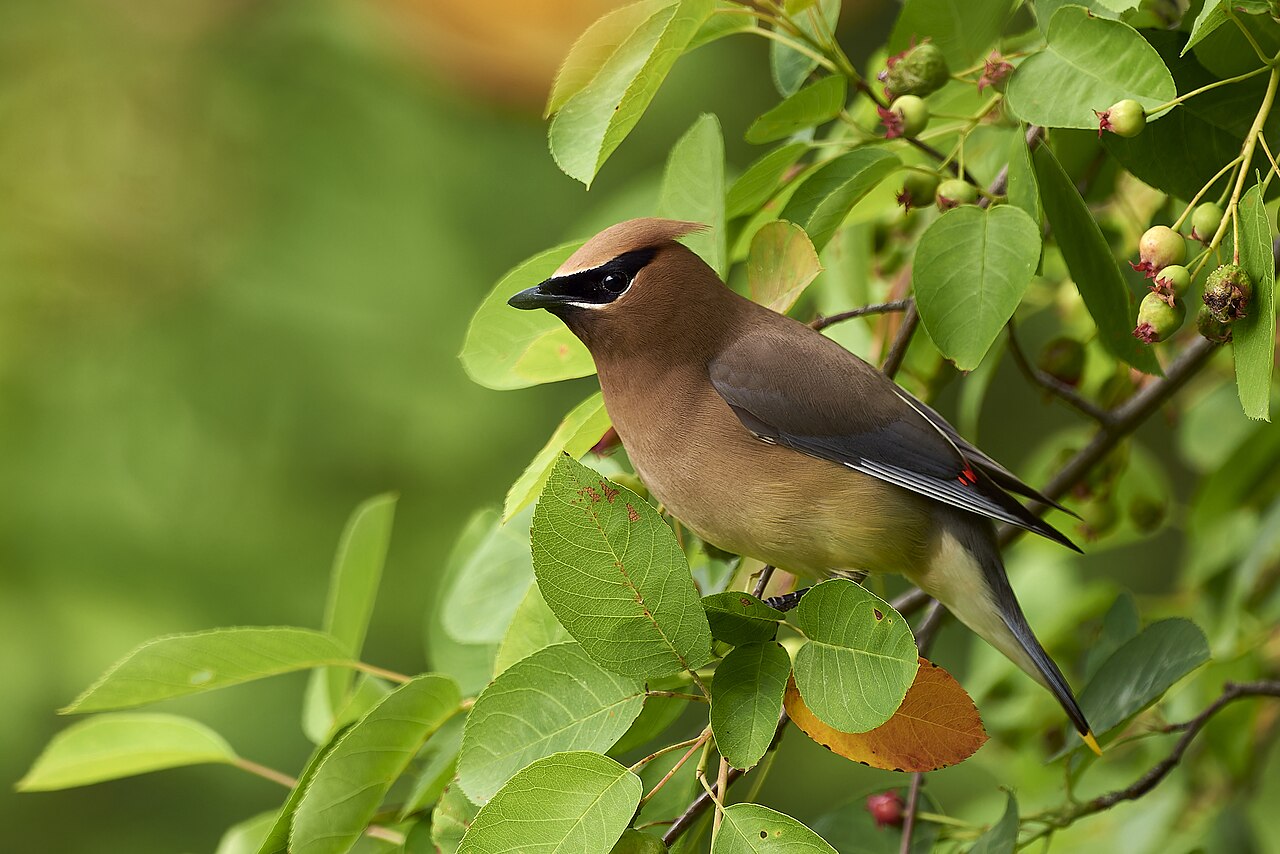 Cedar Waxwing: Identification and Behavior Guide